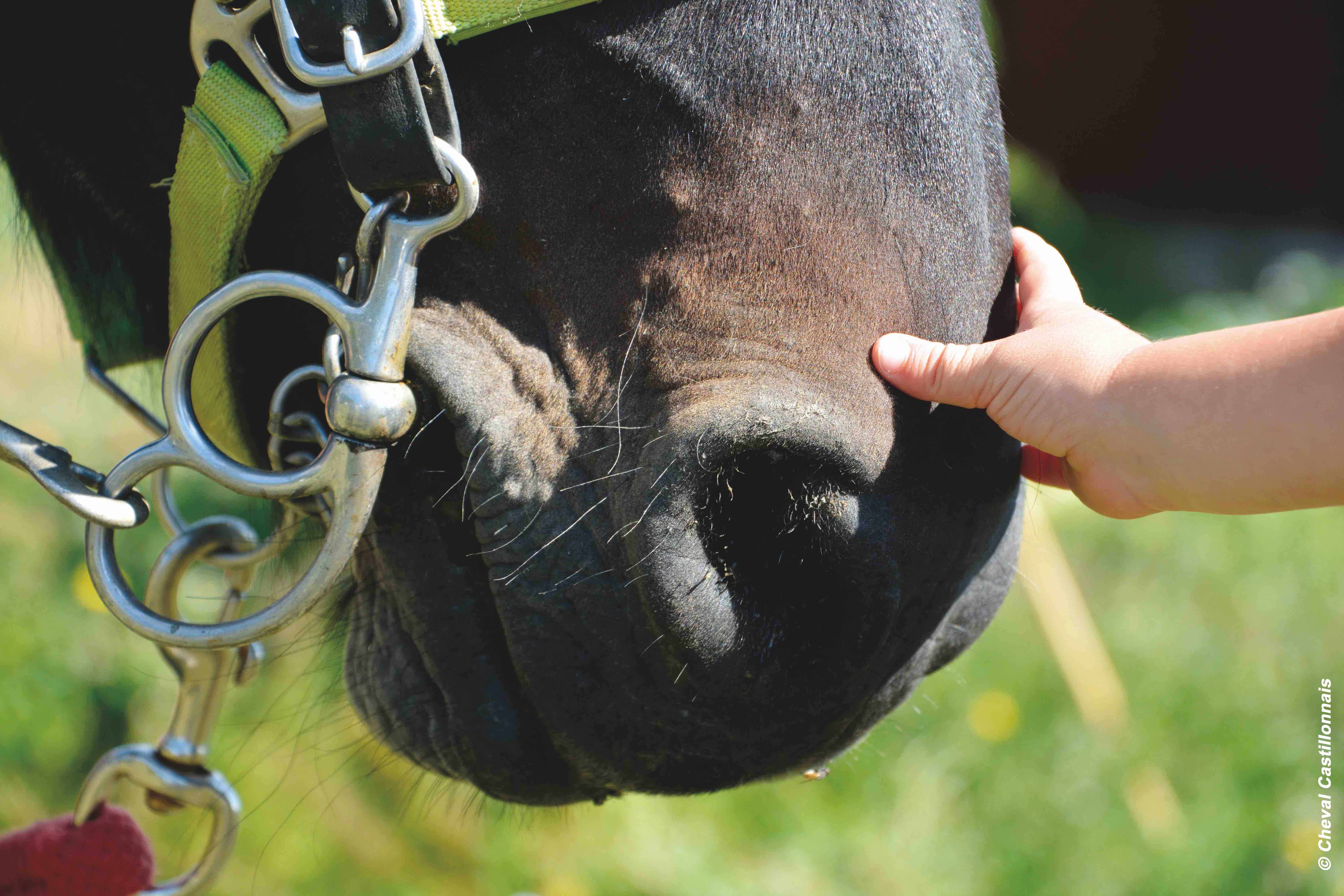 Cheval Castillonnais