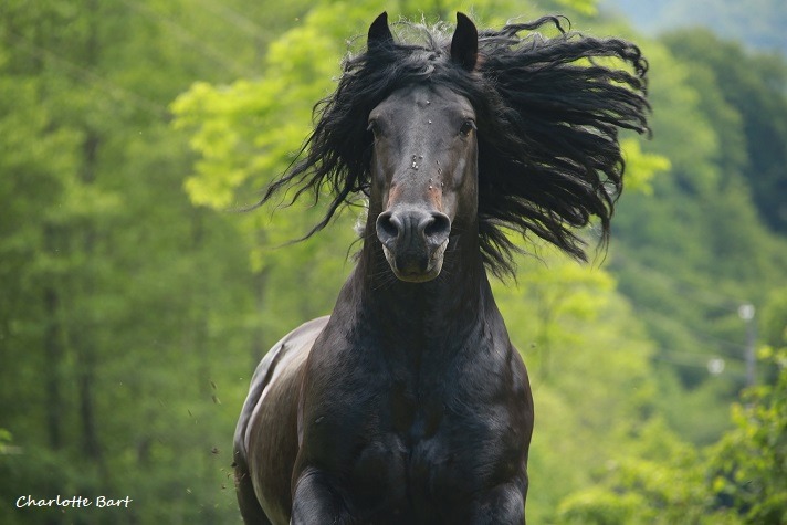 Cheval Castillonnais