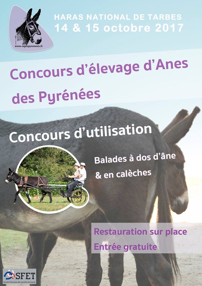 Concours d'élevage Anes  des Pyrénées